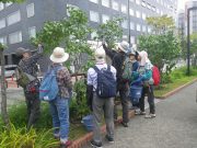 植物ボランティア０９１９