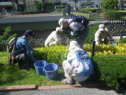 植物ボランティア０９２６