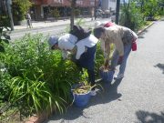 植物ボランティア０９２６