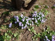 チオノドクサ１