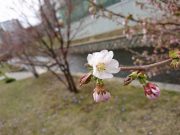 チシマザクラの花１輪