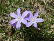 チオノドクサ２