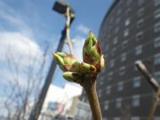 ライラックの花芽