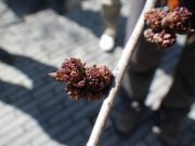 植物ボランティア６