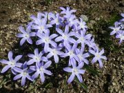 チオノドクサ２