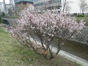 チシマザクラの木