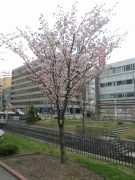 エゾヤマザクラの木