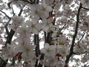 エゾヤマザクラの花