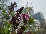 ライラック（プレジデントリンカーン）の花が1輪開花