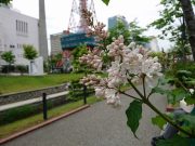 アグネススミス