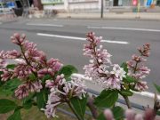 ウスゲシナハシドイ