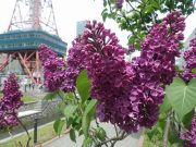 アンデンアンルートヴッヒシュペート