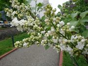 ジェネラスシュリダン