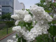 マダムフローレントステップマン