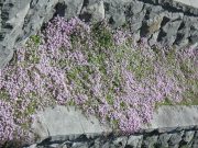 タイムロンギカウリスの花