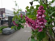 フランクフルターフリューリンク