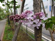 ブランシュスゥイート