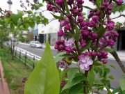 プレジダングレビー