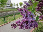 プレジデントリンカーン