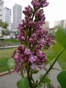 ベルドゥーナンシー