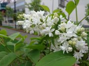 マダムルモワン