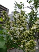 ミスエレンウィルモット