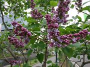 レオンガンベッタ