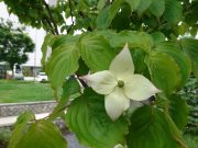 ヤマボウシのアップ