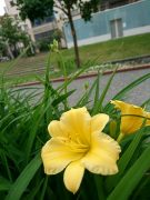 ヘメロカリススのテラデオロ