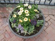 狸二条広場コンテナ樽の花