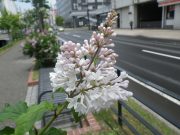 アグネススミスのつぼみと花