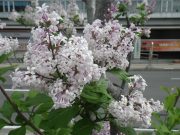 原種のライラックのウスゲシナハシドイ