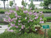 遅咲きのライラックミスキム