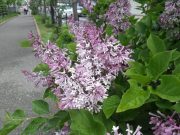 ミスキムの花のアップ