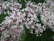 ライラック四季藍