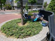 5月29日植物ボランティア2