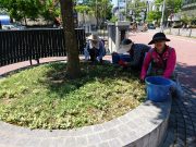 5月29日植物ボランティア3