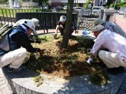 5月29日植物ボランティア4