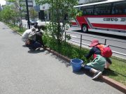 5月15日植物ボランティア1