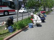 5月15日植物ボランティア2