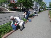 5月22日植物ボランティア2