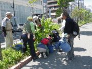 6月19日植物ボランティア2