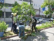 6月19日植物ボランティア3