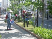 6月19日植物ボランティア4