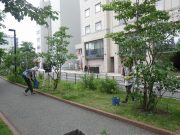 6月26日植物ボランティア1