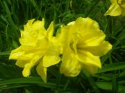 ヘメロカリスの花1