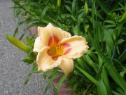 ヘメロカリスの花2