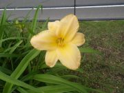 ヘメロカリスの花3