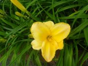 ヘメロカリスの花4