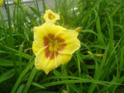 ヘメロカリスの花5